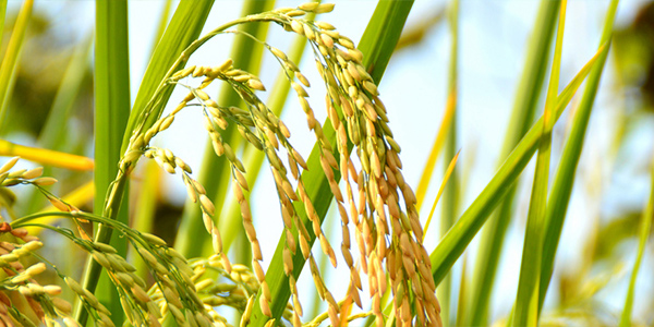 袁隆平電影觀看,雜交水稻之父,袁隆平電影觀后感