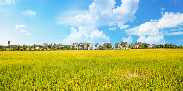 袁隆平電影觀看,雜交水稻之父,袁隆平電影觀后感